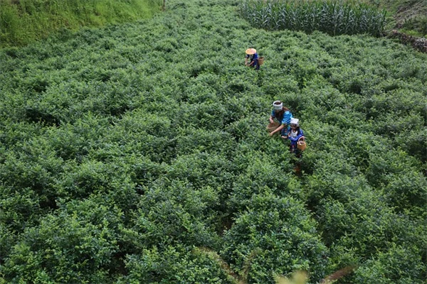 Proffee: Is This Viral Coffee-Protein Trend Actually Healthy?